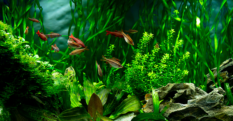 Наяс, или наяда: неприхотливое растение для аквариума 