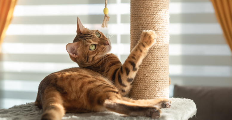 Когтедралка для кошек: как выбрать и ускорить приучение 