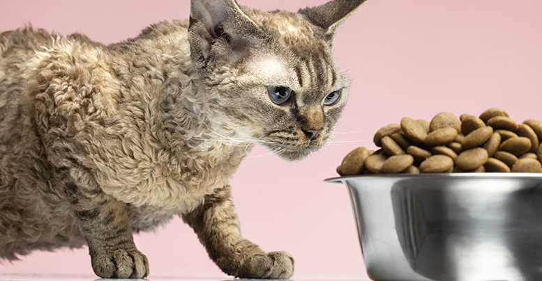 «Фест Чойс» для кошек с чувствительным пищеварением и кожей: сухой корм и консервы