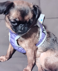 Пользовательская фотография №1 к отзыву на Collar AiryVest One S1 Мягкая шлейка для собак, фиолетовая